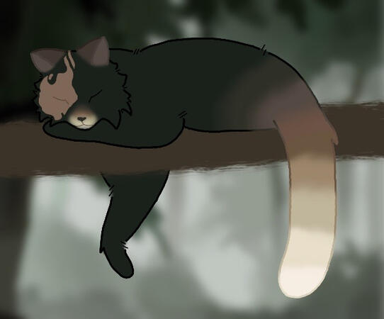 Sleeping Kitty